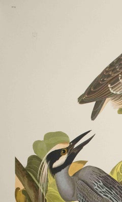 Yellow-Cowned Heron, Edition Pl. 336