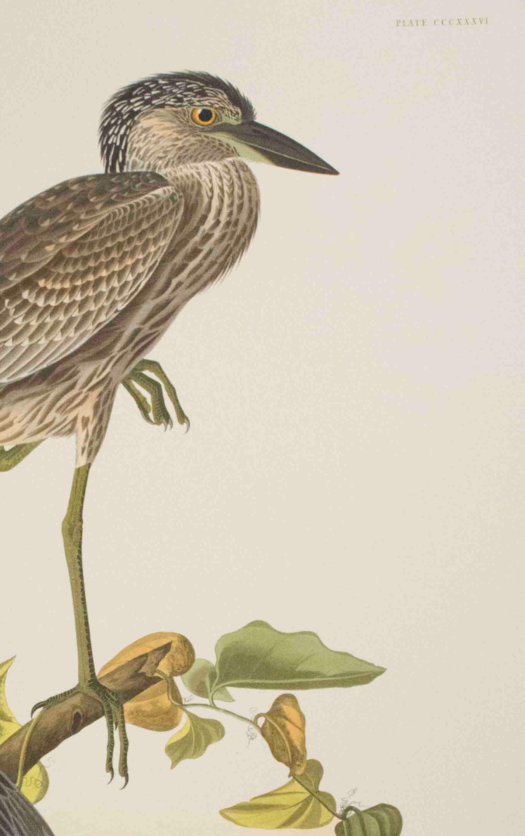 Yellow-Cowned Heron, Edition Pl. 336 - Naturalistic Print by After John James Audubon