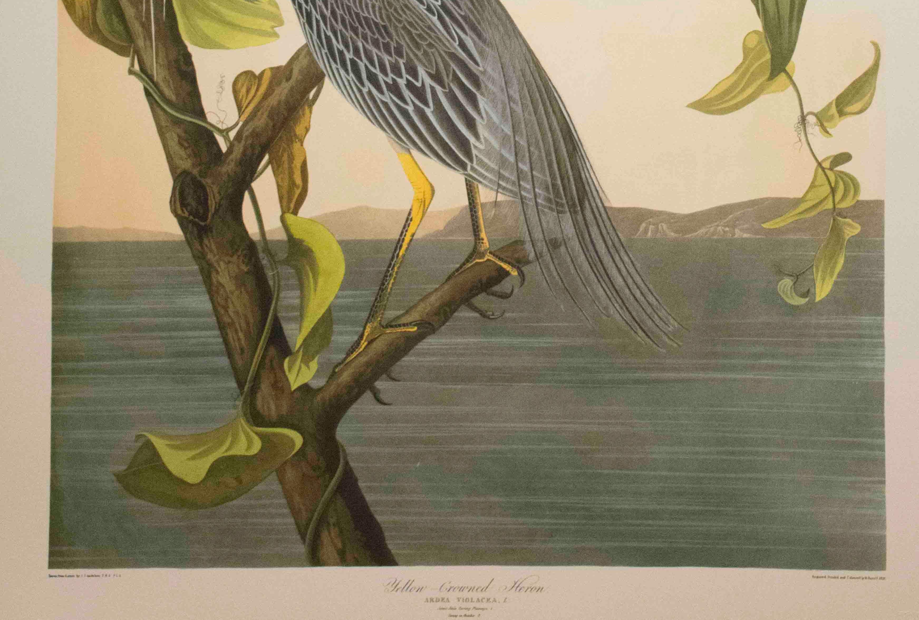 Yellow-Cowned Heron, Edition Pl. 336 - Beige Print by After John James Audubon