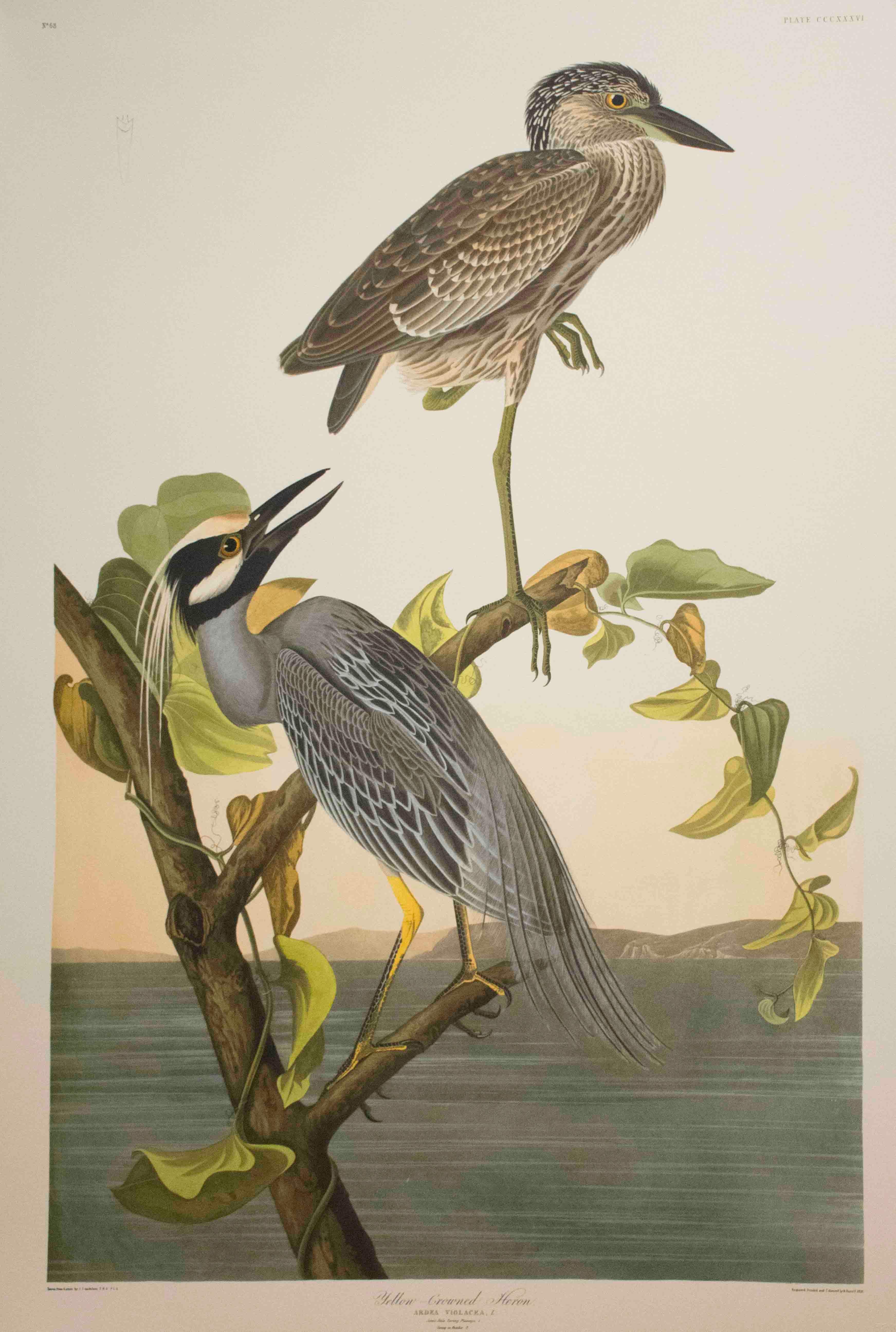 After John James Audubon Print - Yellow-Cowned Heron, Edition Pl. 336