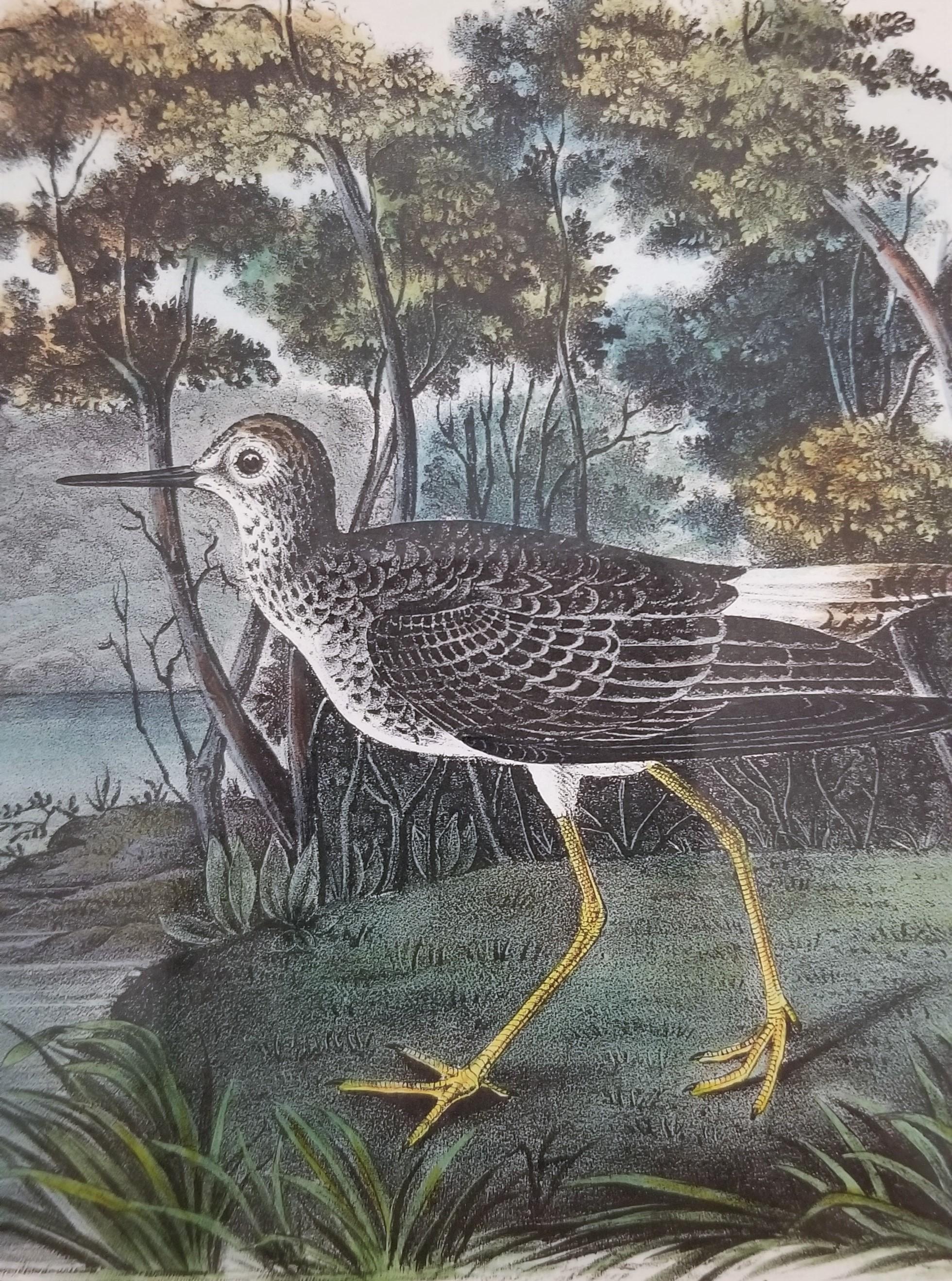 Yellow Shanks Snipe (South Carolina) /// Bird Ornithology John James Audubon  For Sale 7