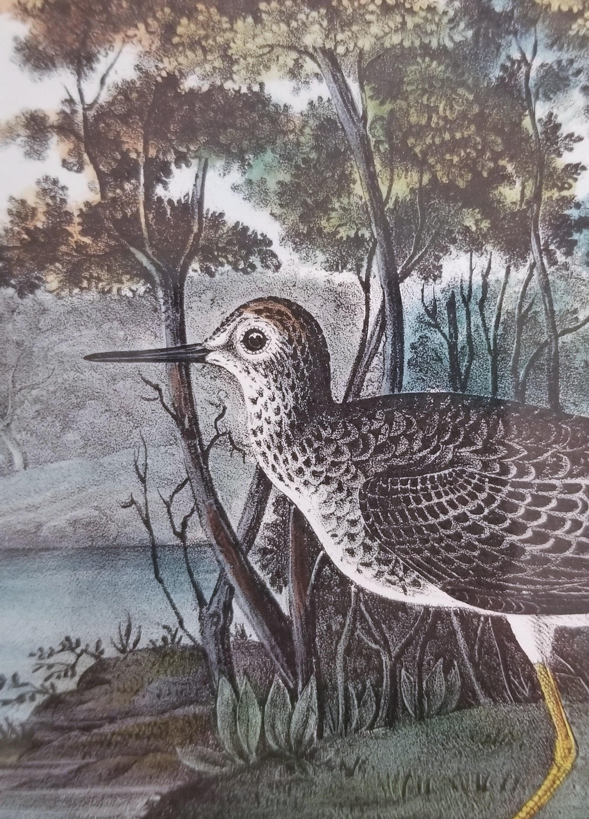 Yellow Shanks Snipe (South Carolina) /// Bird Ornithology John James Audubon  For Sale 8