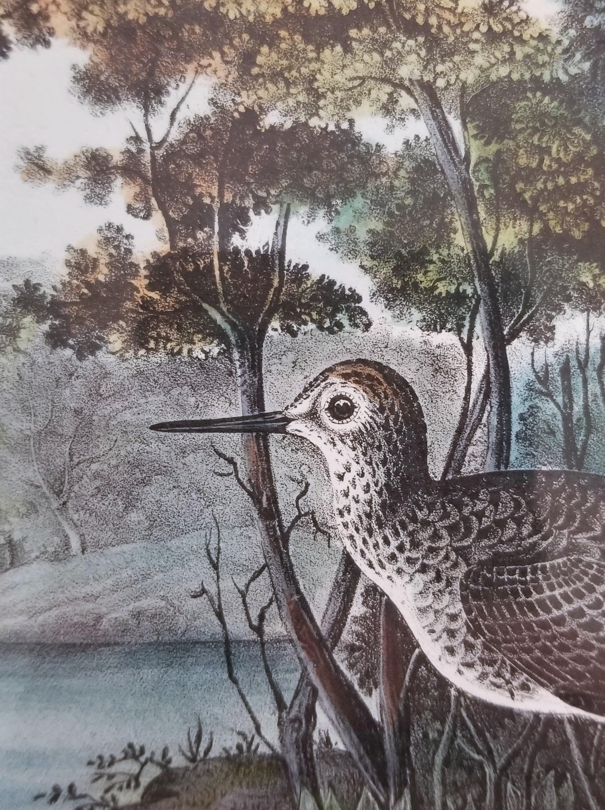 Bécassine des marais (Caroline du Sud) /// Oiseau Ornithologie John James Audubon  en vente 12