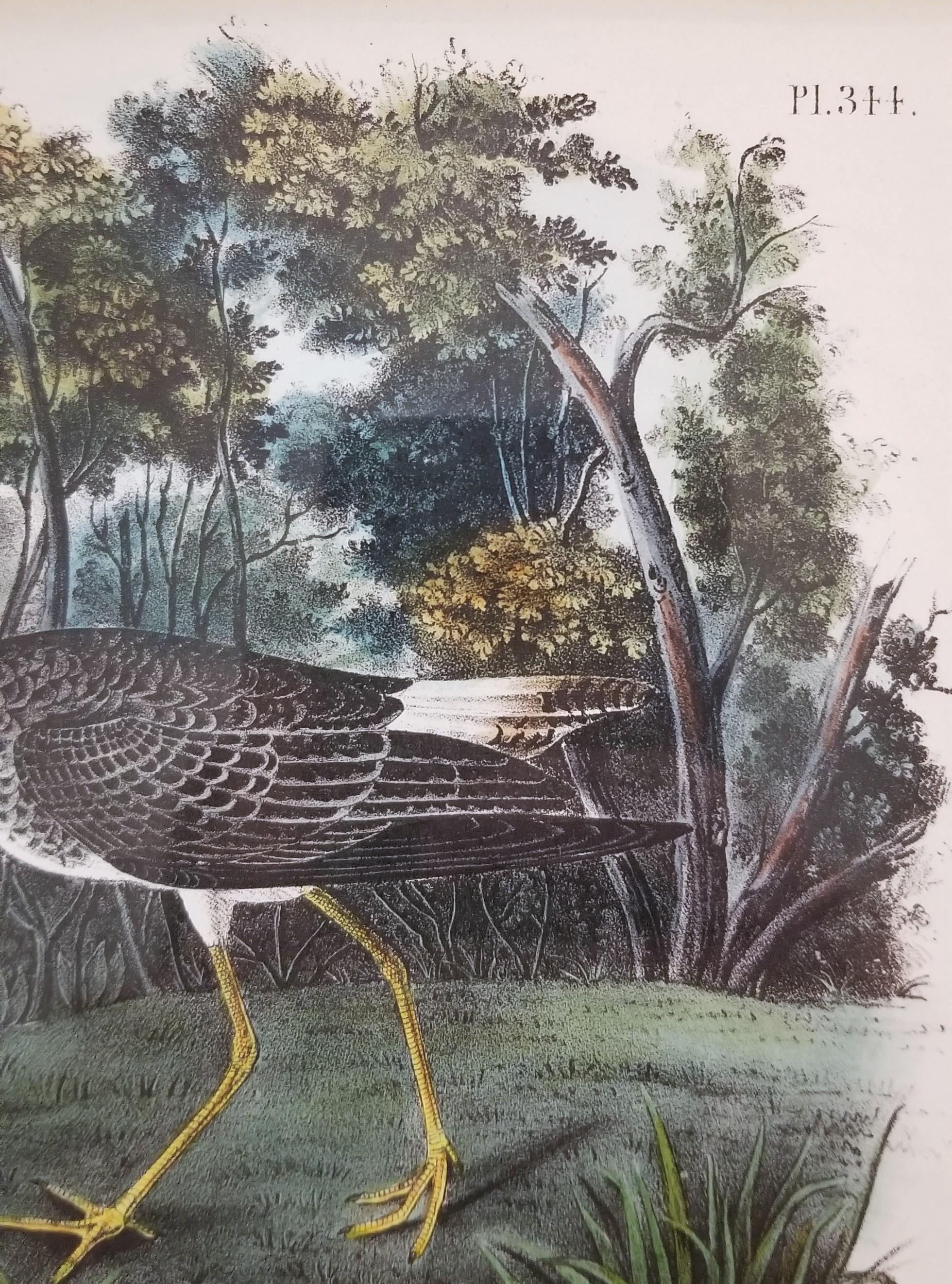 Yellow Shanks Snipe (South Carolina) /// Bird Ornithology John James Audubon  For Sale 10