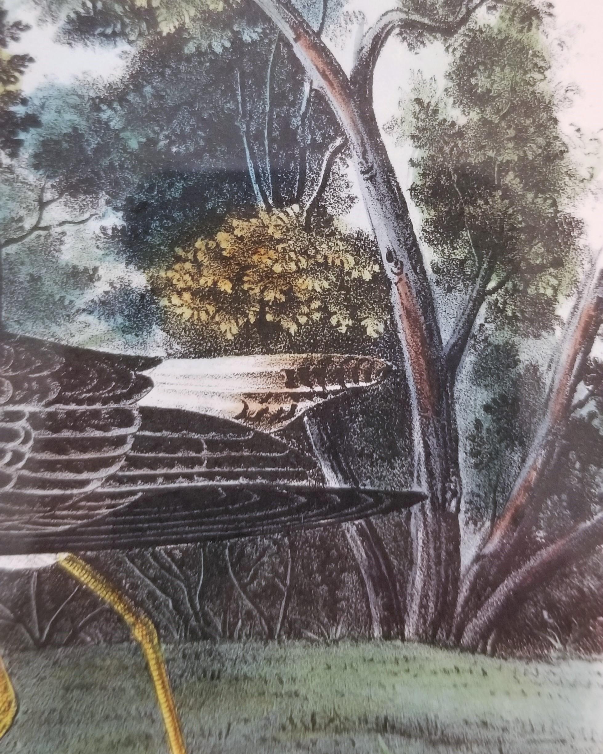 Yellow Shanks Snipe (South Carolina) /// Bird Ornithology John James Audubon  For Sale 11