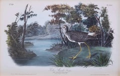 Yellow Shanks Snipe (South Carolina) /// Bird Ornithology John James Audubon