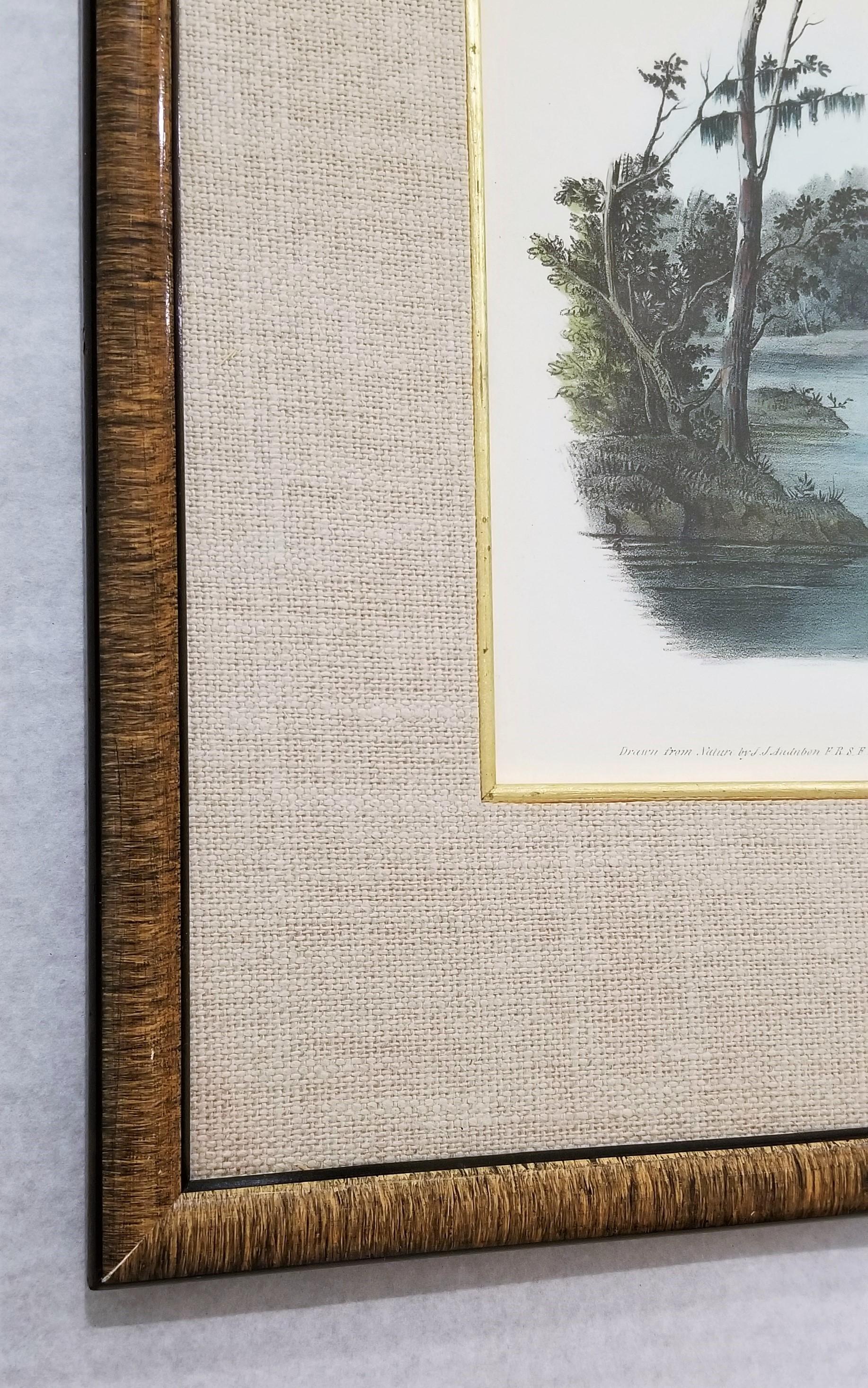 Yellow Shanks Snipe (South Carolina) /// Bird Ornithology John James Audubon 1