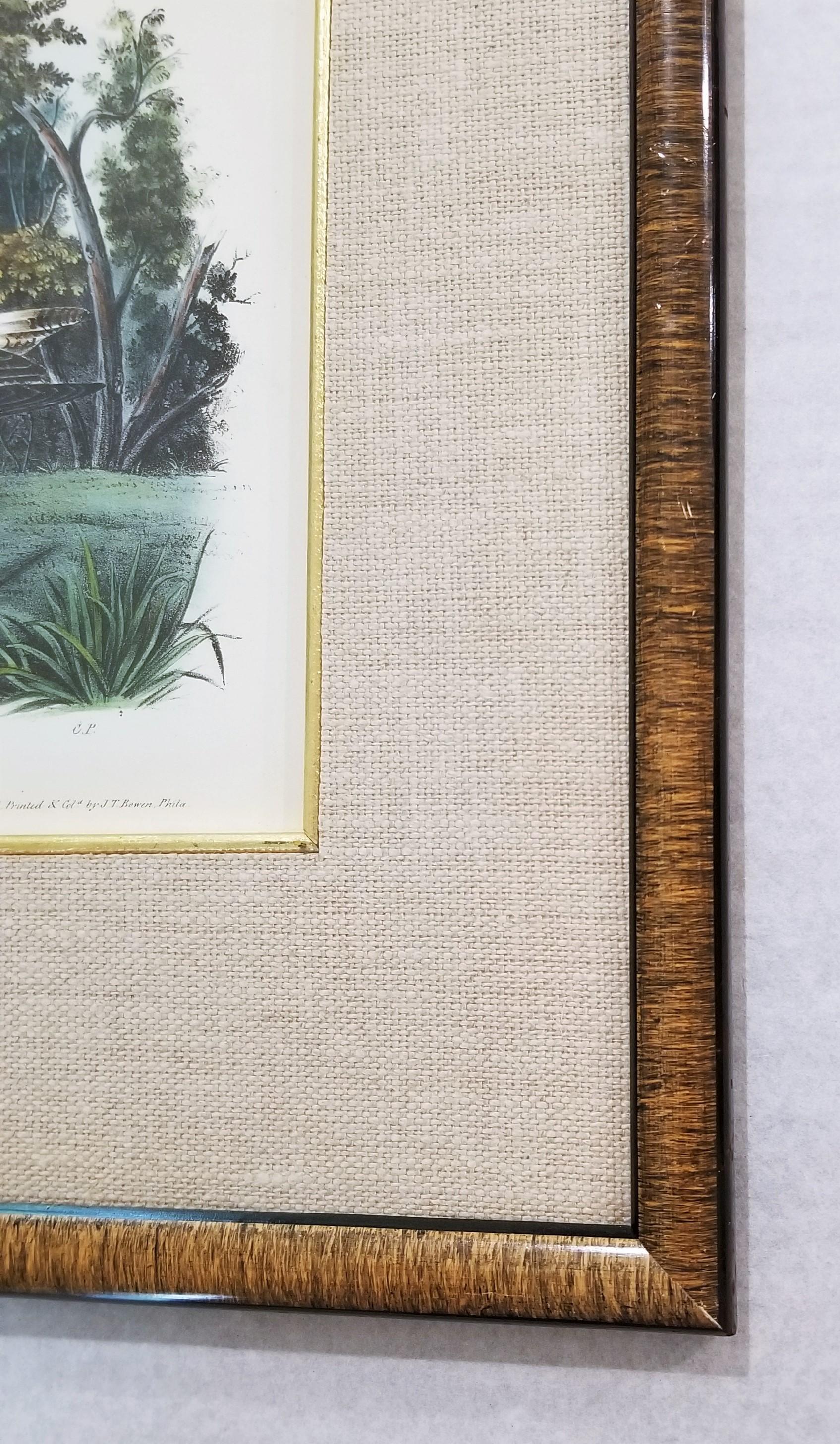 Yellow Shanks Snipe (South Carolina) /// Bird Ornithology John James Audubon 4