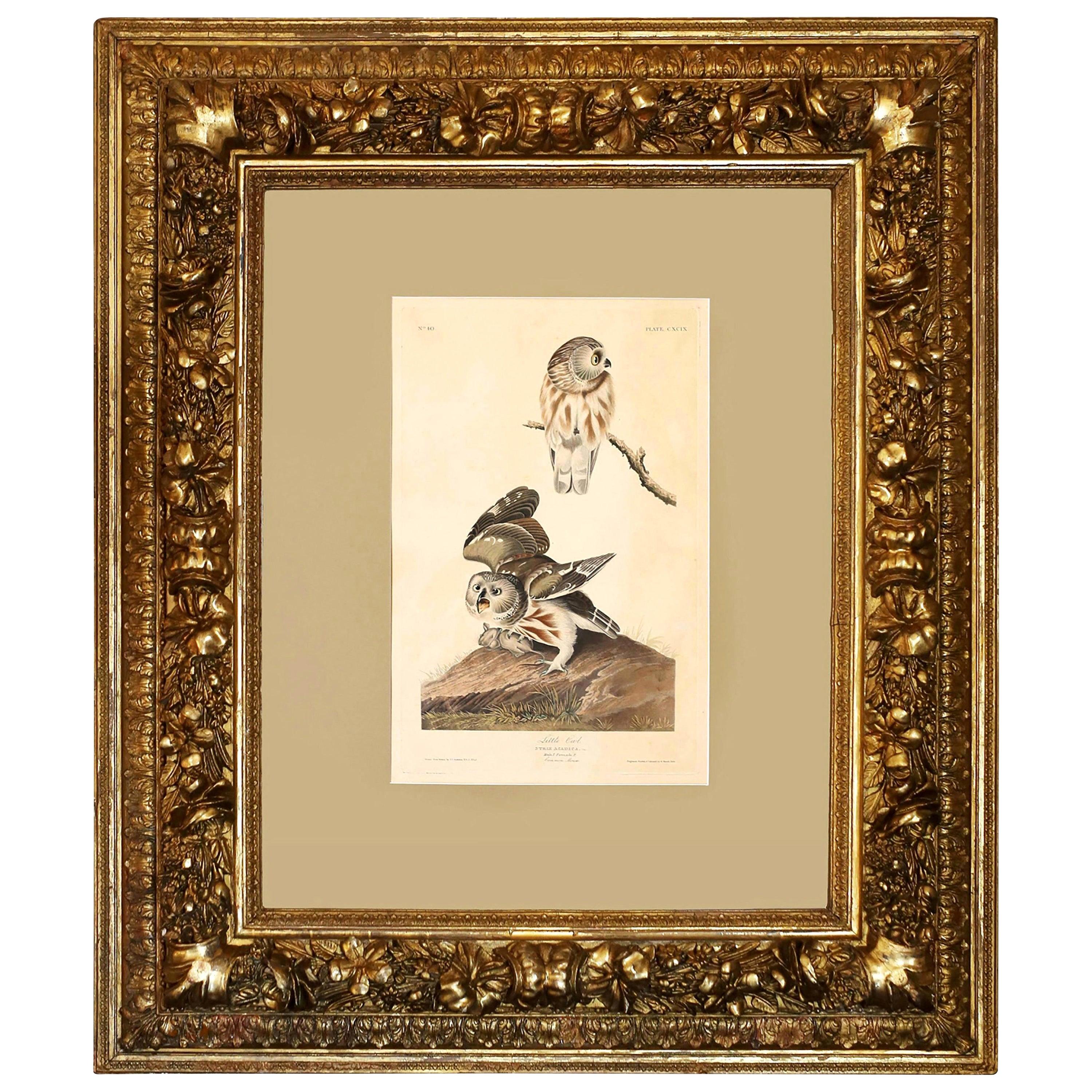 Original 1836 Audubon Havell Print "Harlequin Duck" at 1stDibs