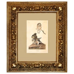 „Die kleine Eule“, von John James Audubon, 1834, Havell-Ausgabe in Barockrahmen