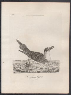 Artic Gull, 18th century bird engraving by John Latham