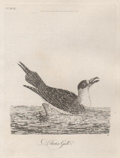 Antique Artic Gull, 18th century bird engraving by John Latham