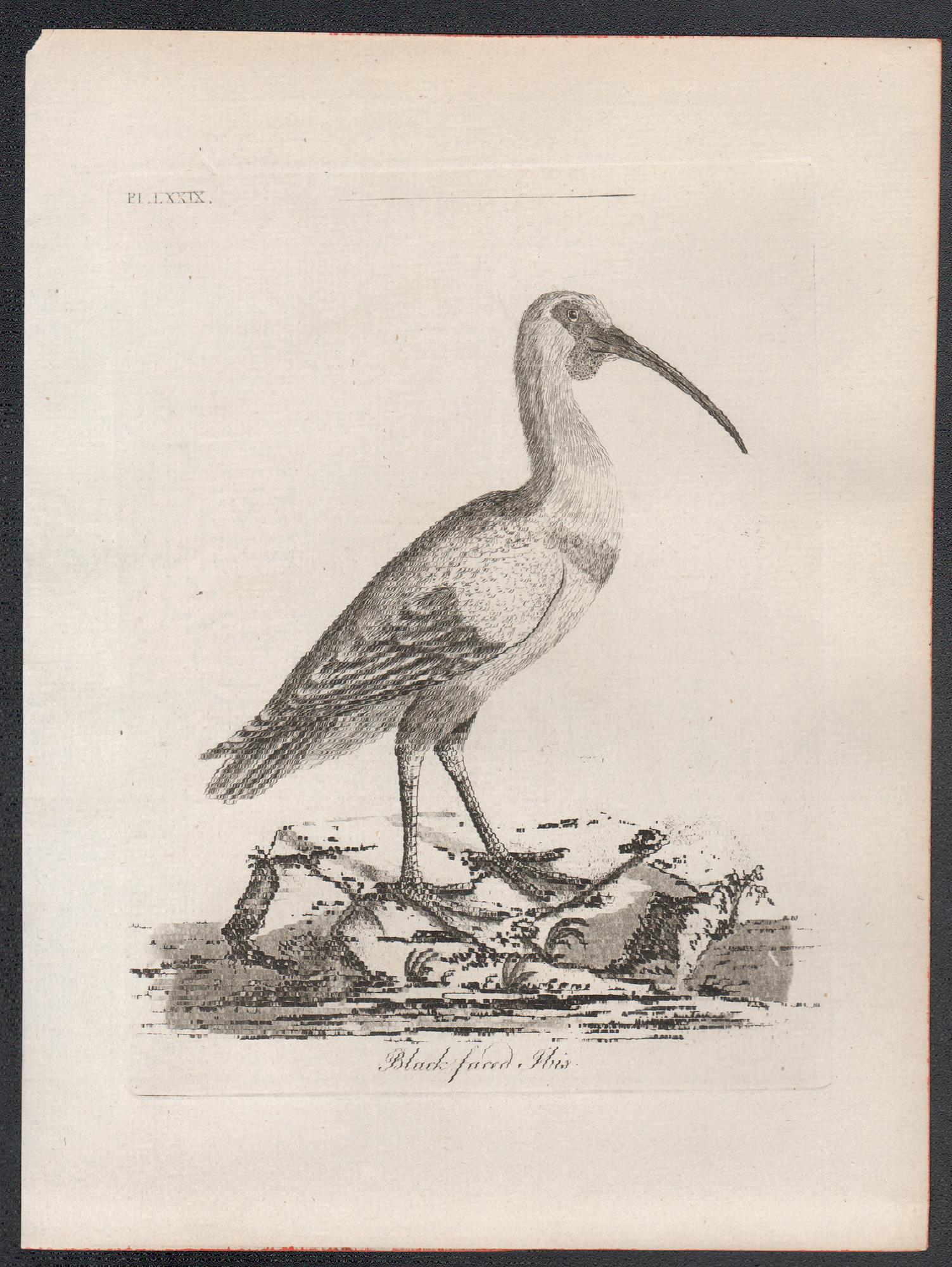 Ibis de cara negra, grabado de aves del siglo XVIII de John Latham en venta 1
