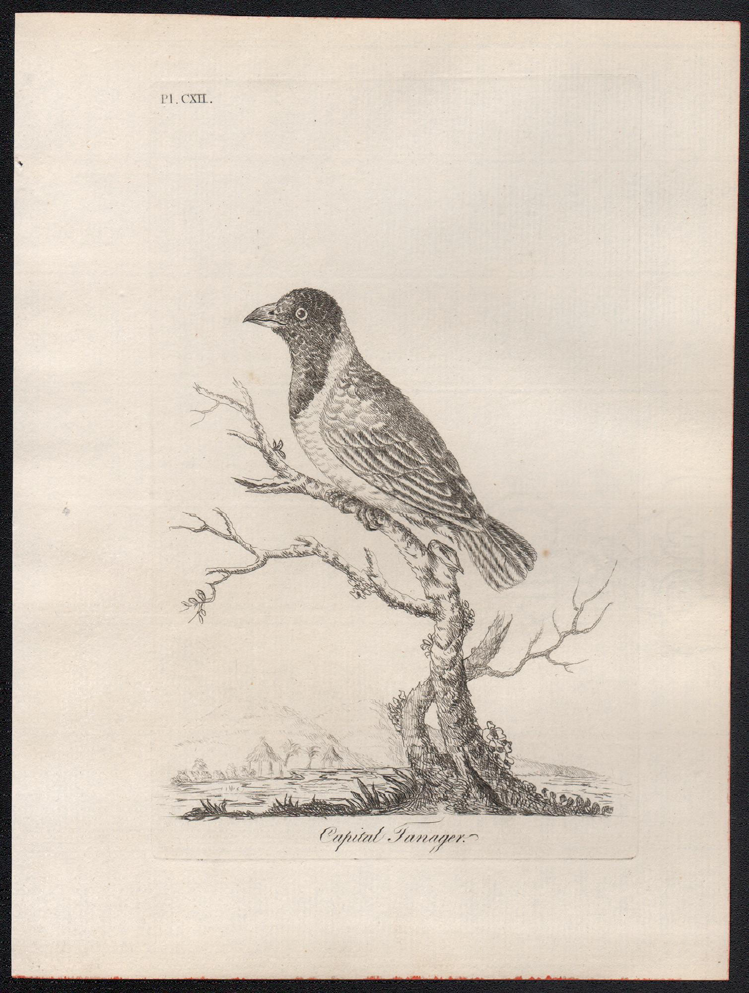 Tángara capital, grabado de aves del siglo XVIII de John Latham en venta 1