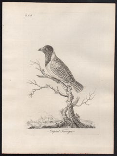 Capital Tanager, 18th century bird engraving by John Latham