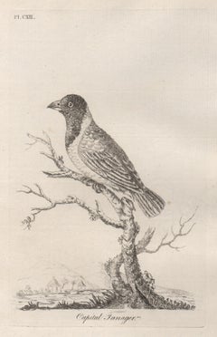 Antique Capital Tanager, 18th century bird engraving by John Latham