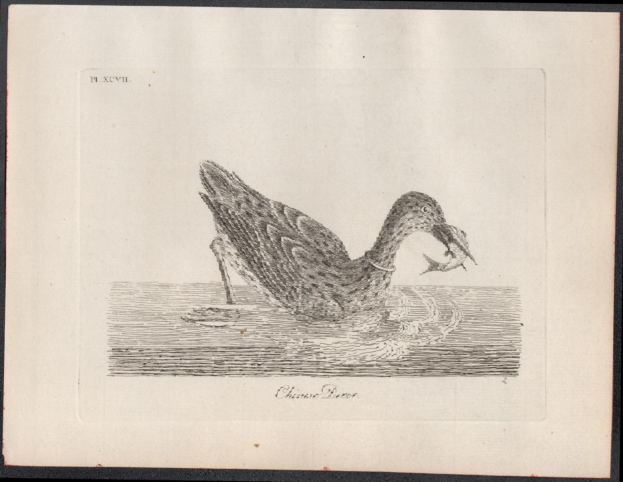 Buzo chino, grabado de aves del siglo XVIII por John Latham en venta 1