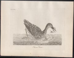 Chinese Diver, 18th century bird engraving by John Latham