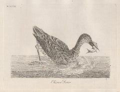 Antique Chinese Diver, 18th century bird engraving by John Latham
