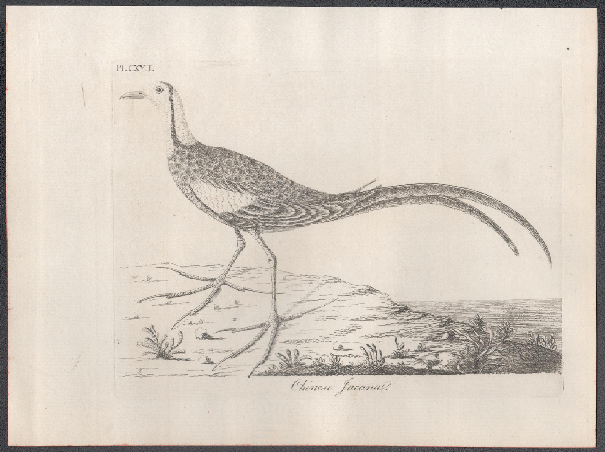 Jacana cinese, incisione del XVIII secolo di John Latham in vendita 1