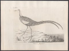 Chinese Jacana, 18th century bird engraving by John Latham