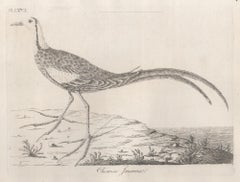 Jacana chinois, gravure d'oiseau du XVIIIe siècle par John Latham