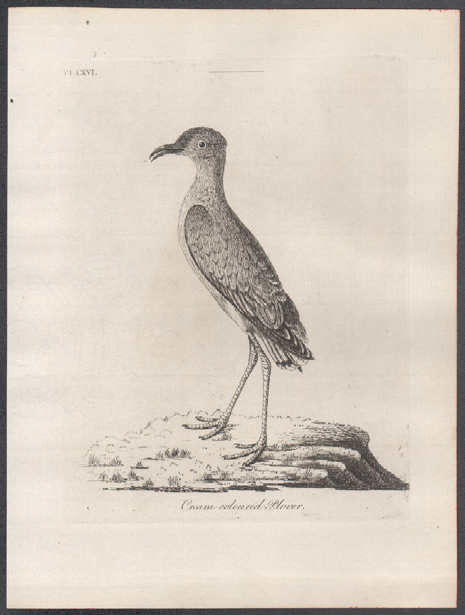 Chorlito cremoso, grabado de aves del siglo XVIII de John Latham en venta 1