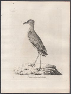 Cream-coloured Plover, 18th century bird engraving by John Latham