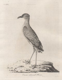 Pluvier crème, gravure d'oiseau du XVIIIe siècle par John Latham