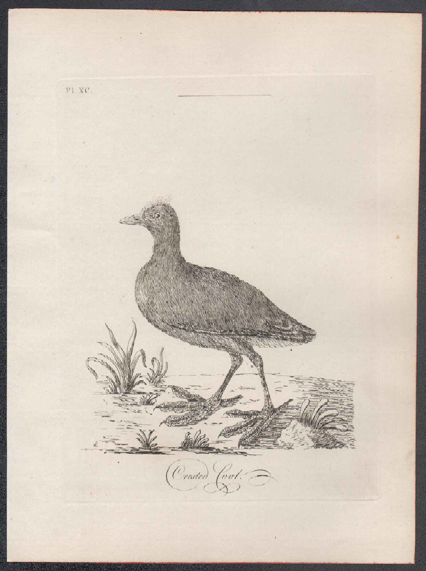 Crested Coot, 18th century bird engraving by John Latham For Sale 1