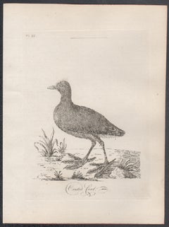 Crested Coot, 18th century bird engraving by John Latham