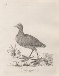 Crested Coot, 18th century bird engraving by John Latham