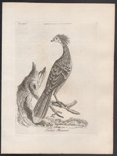 Crested Pheasant, 18th century bird engraving by John Latham