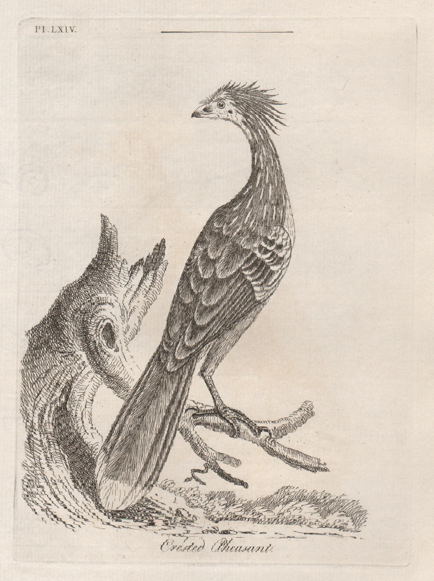 Faisán crestado, grabado de aves del siglo XVIII de John Latham