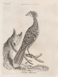 Faisan huppé, gravure d'oiseaux du XVIIIe siècle par John Laths