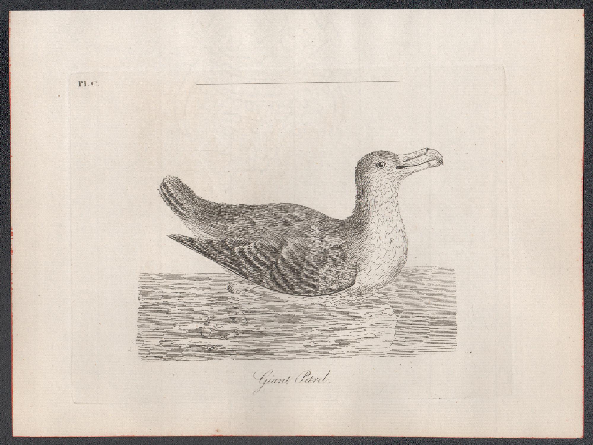 Giant Petrel, 18th century bird engraving by John Latham For Sale 1