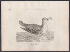 Giant Petrel, Vogelgravur aus dem 18. Jahrhundert von John Latham