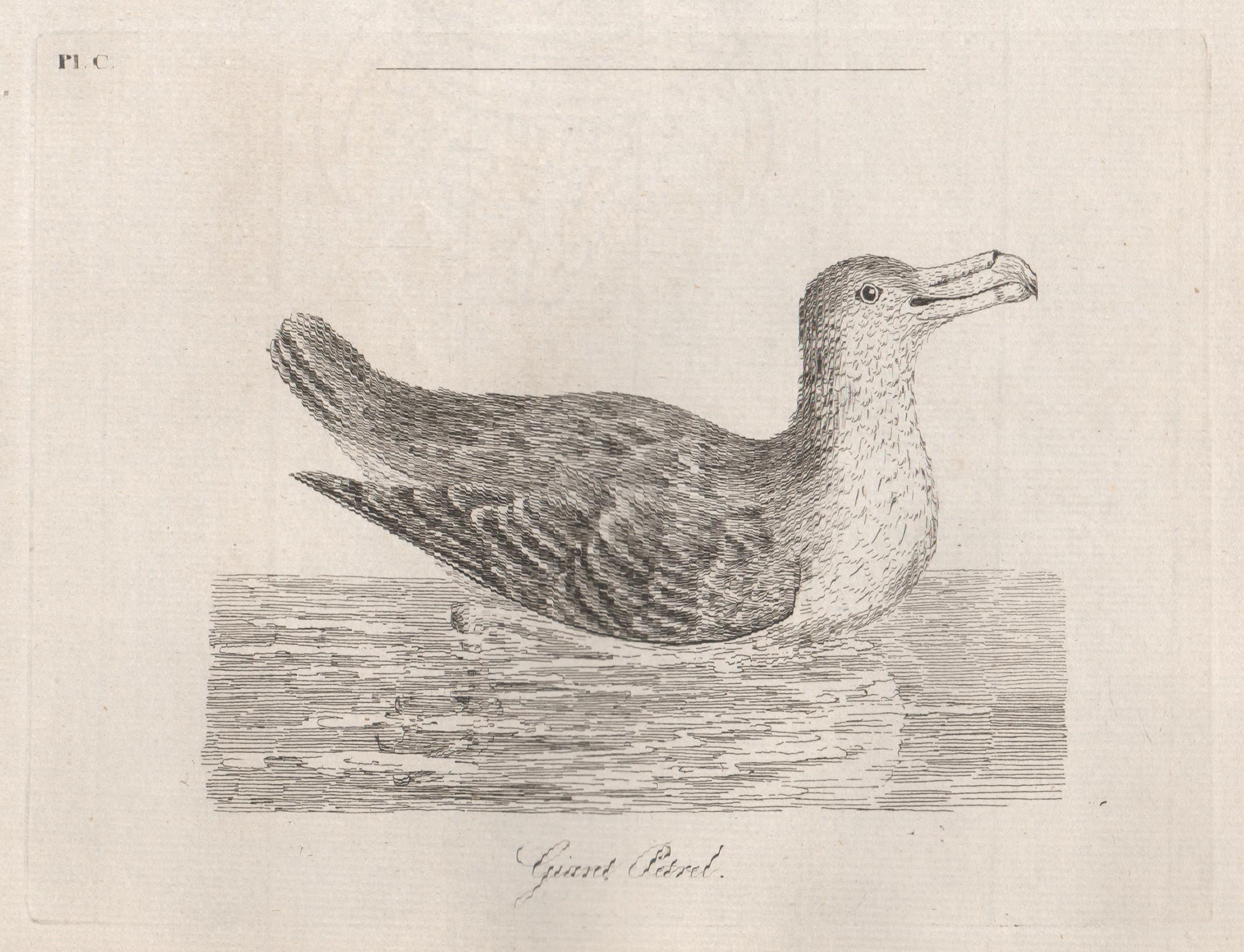Copper-line engraving. 1781. From John Latham's 'General Synopsis of Birds' 1781-1785, and its Supplements. Plate number top left. Laid paper.

John Latham was the leading English ornithologist of his day.

138mm by 180mm (platemark) 
180mm by 240mm