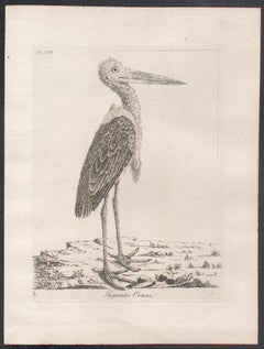Gigantic Crane, 18th century bird engraving by John Latham