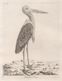 Gigantic Crane, 18th century bird engraving by John Latham