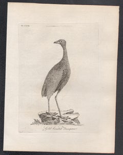 Gold-breasted Trumpeter, 18th century bird engraving by John Latham