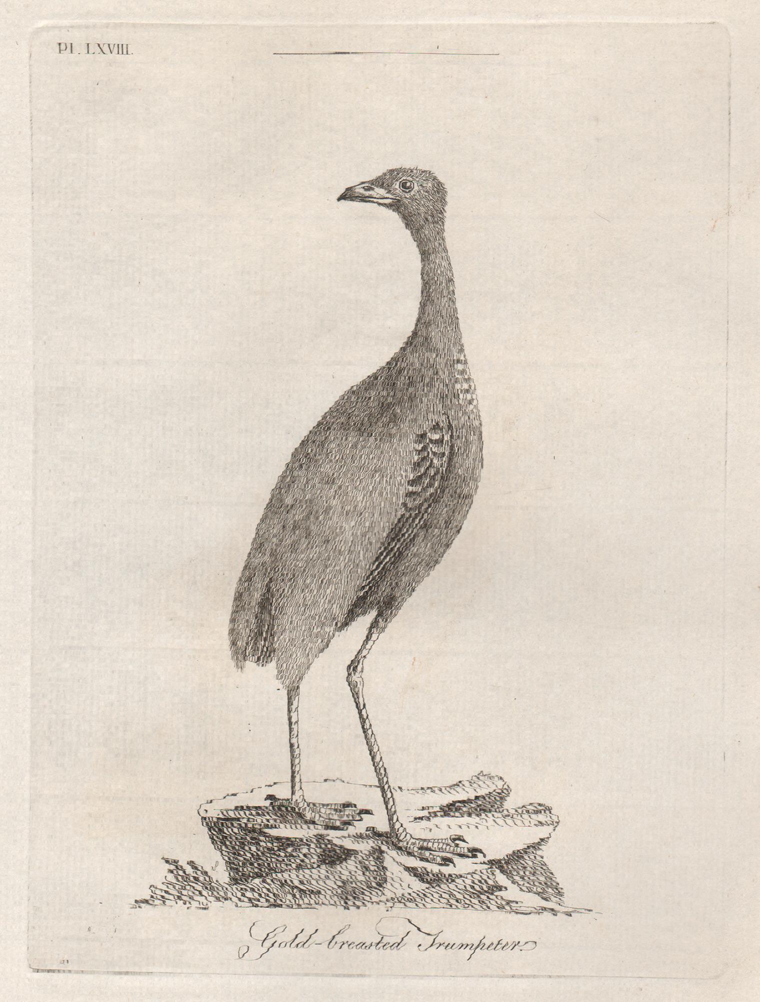 Trompetero de pecho dorado, grabado de aves del siglo XVIII de John Latham