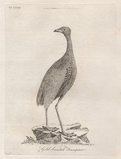 Trompetero de pecho dorado, grabado de aves del siglo XVIII de John Latham