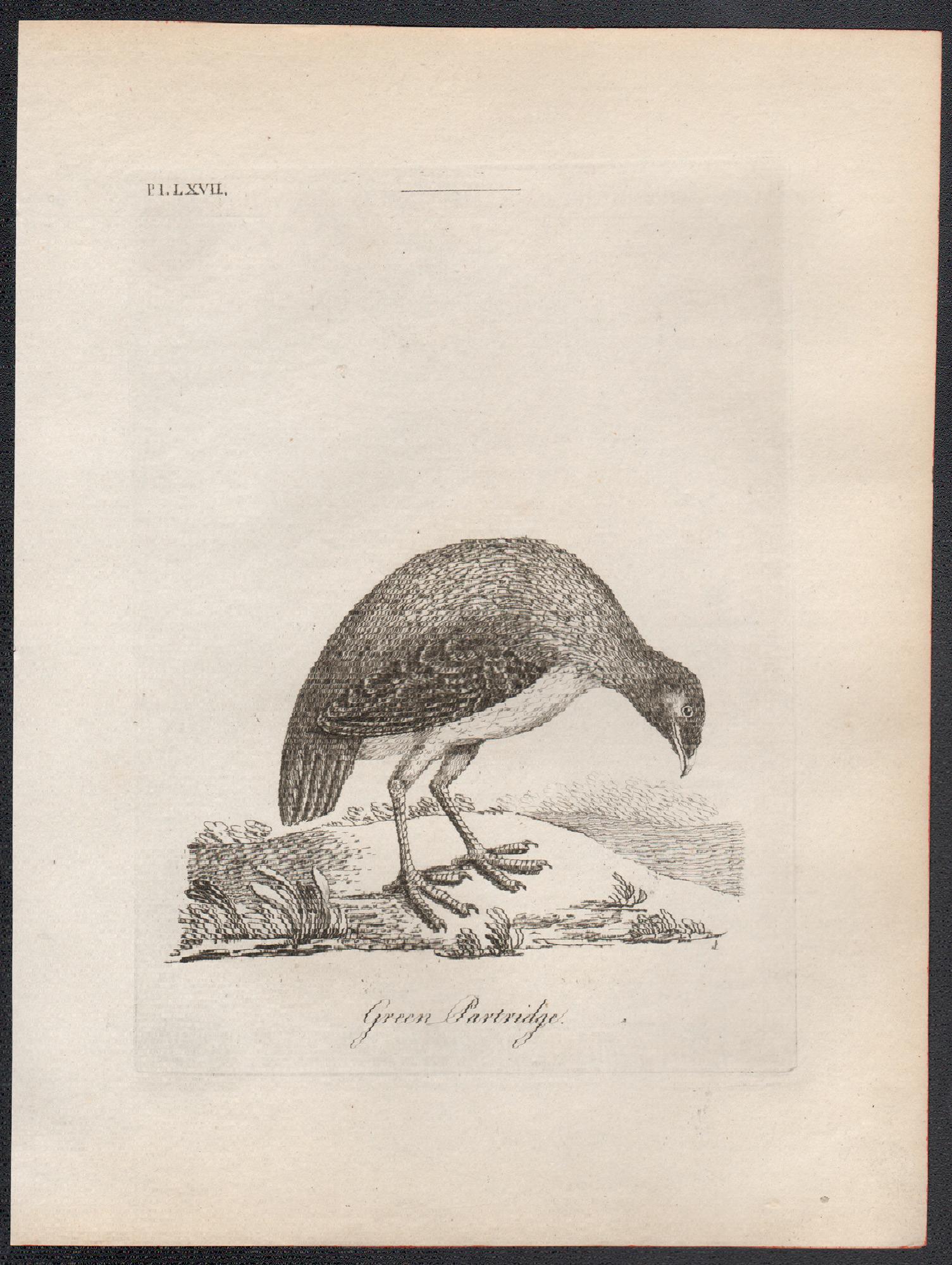 Perdiz verde, grabado de aves del siglo XVIII de John Latham en venta 1