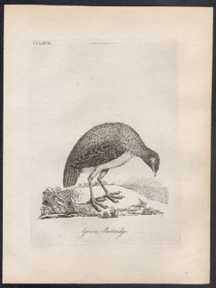Green Partridge, 18th century bird engraving by John Latham