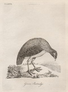 Green Partridge, 18th century bird engraving by John Latham