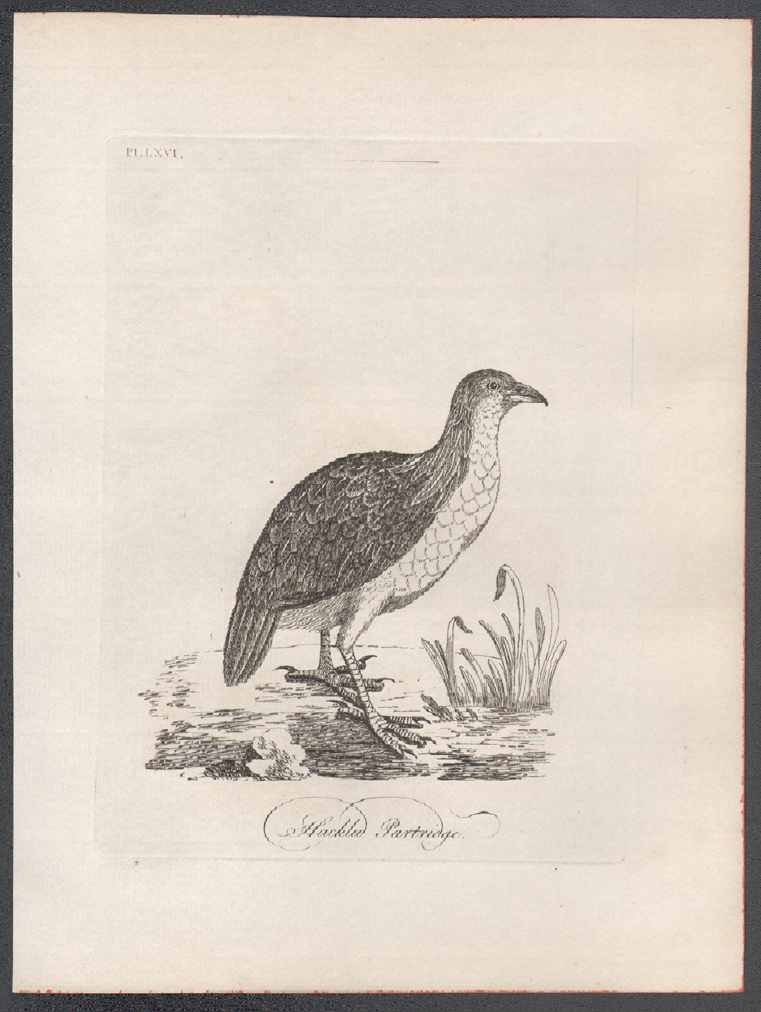 Perdiz con lomo, grabado de aves del siglo XVIII de John Latham en venta 1