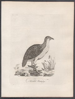 Hackled Partridge, Vogelgravur aus dem 18. Jahrhundert von John Latham