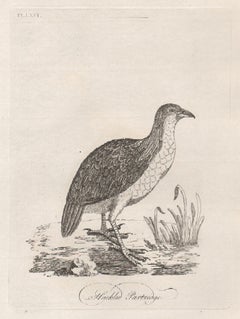 Antique Hackled Partridge, 18th century bird engraving by John Latham