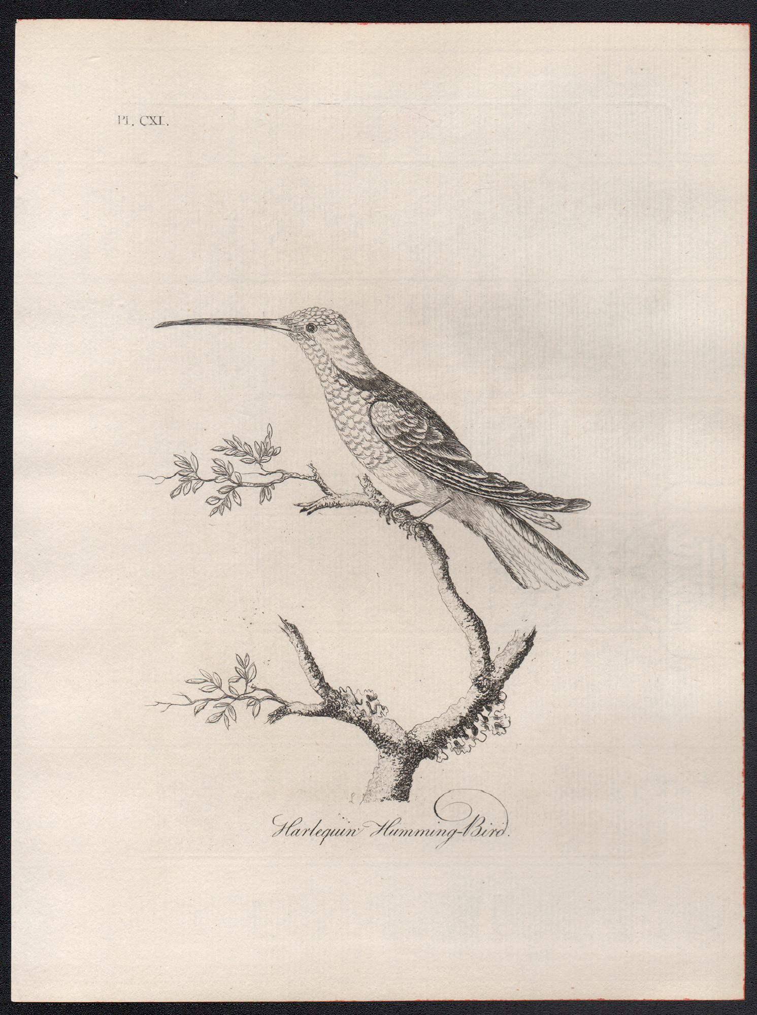 Harlequin Humming-Bird, 18th century bird engraving by John Latham For Sale 1